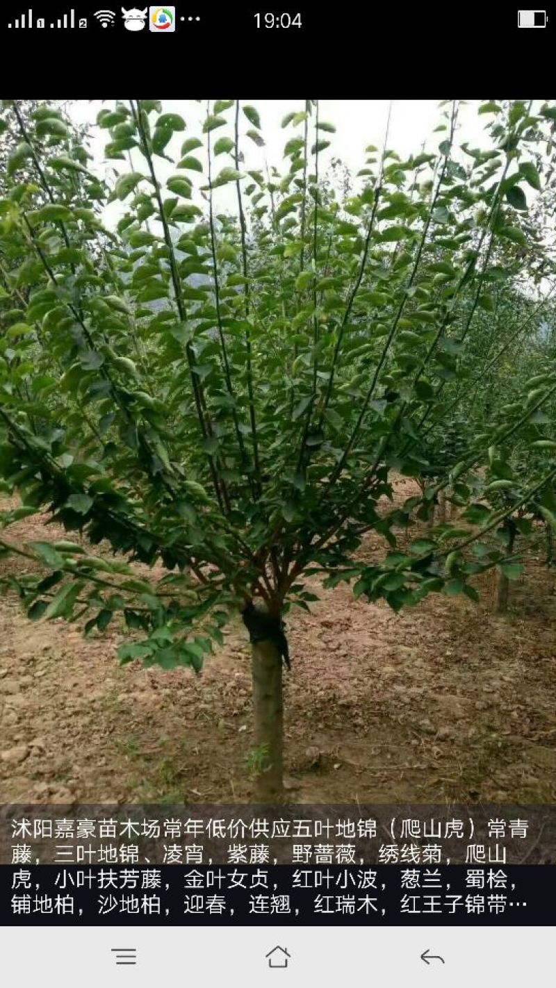红梅树苗
