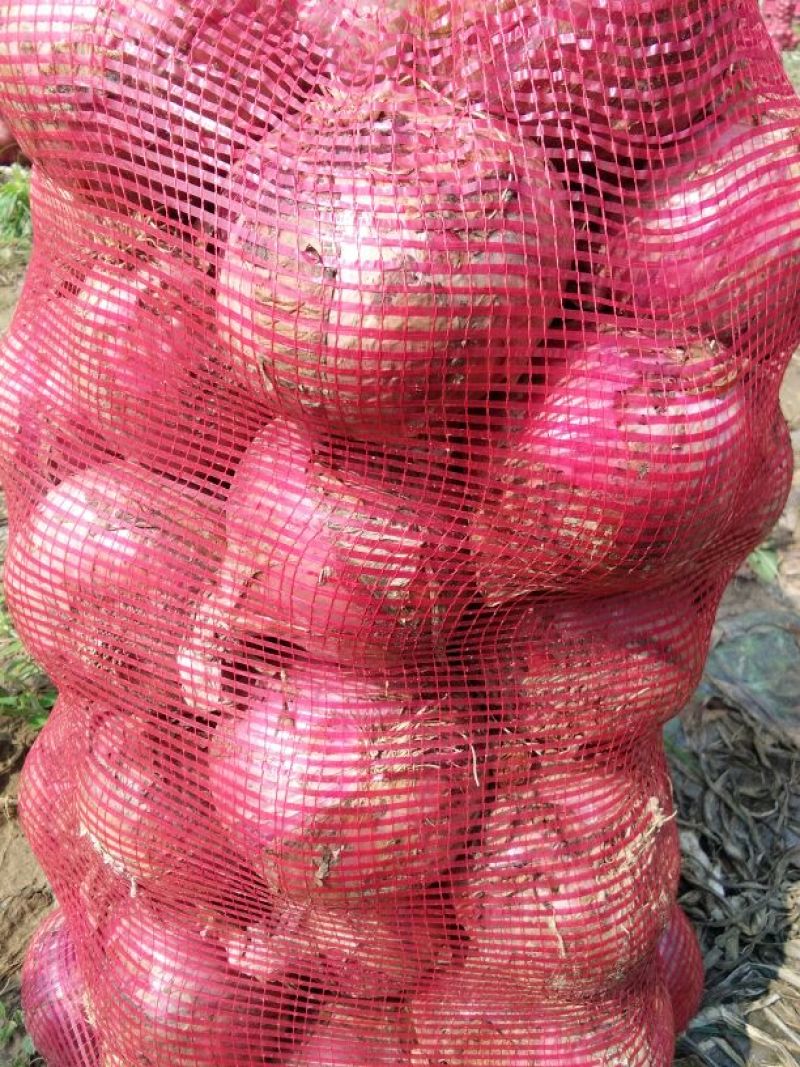 紫皮洋葱、二红洋葱大量上市，欢迎采购，全国代发，保证质量