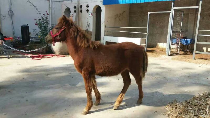 矮马200~300kg