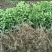 爱媛38号苗免费提供种植技术保湿邮寄