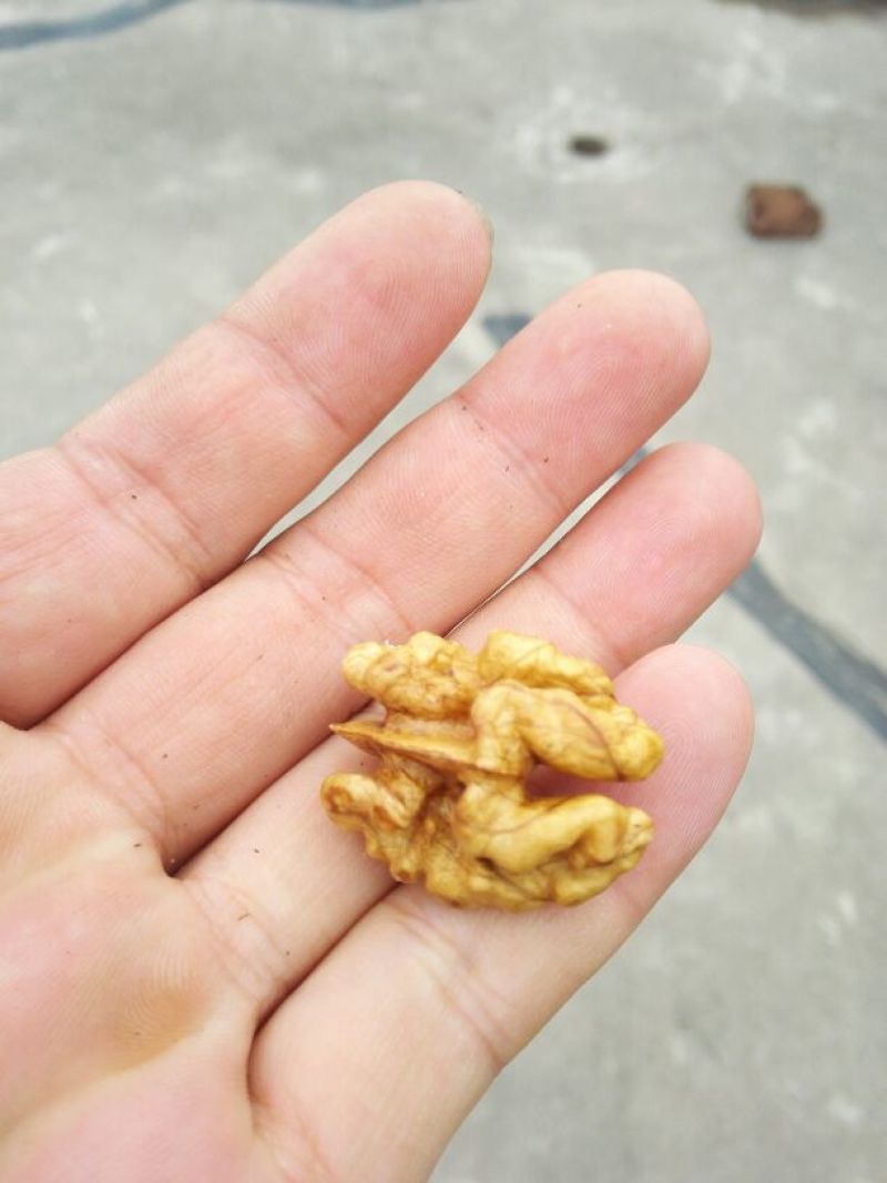 核桃30mm以上去皮干