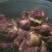 肉驴100~200斤