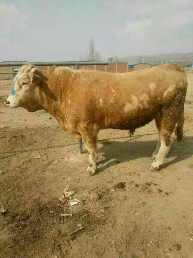 肉牛800~1000斤