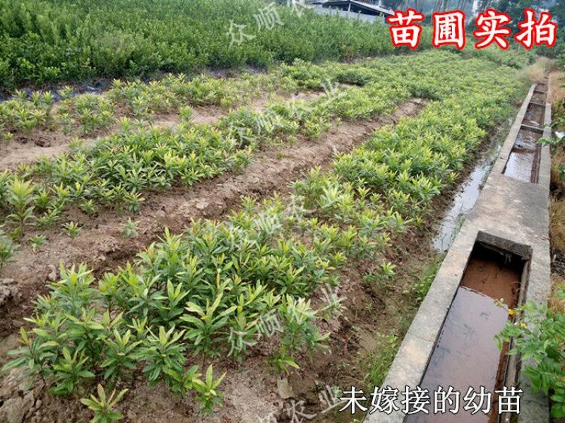 杨梅树苗1~250cm以下