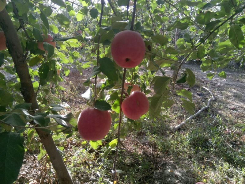 冰糖心苹果阿克苏冰糖心红富士