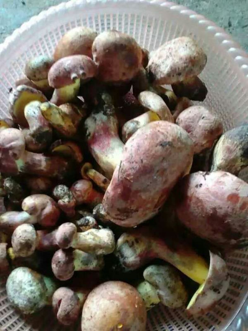 野生菌牛肝菌（红聪），也叫见手青，是云南特有的一种菌子。