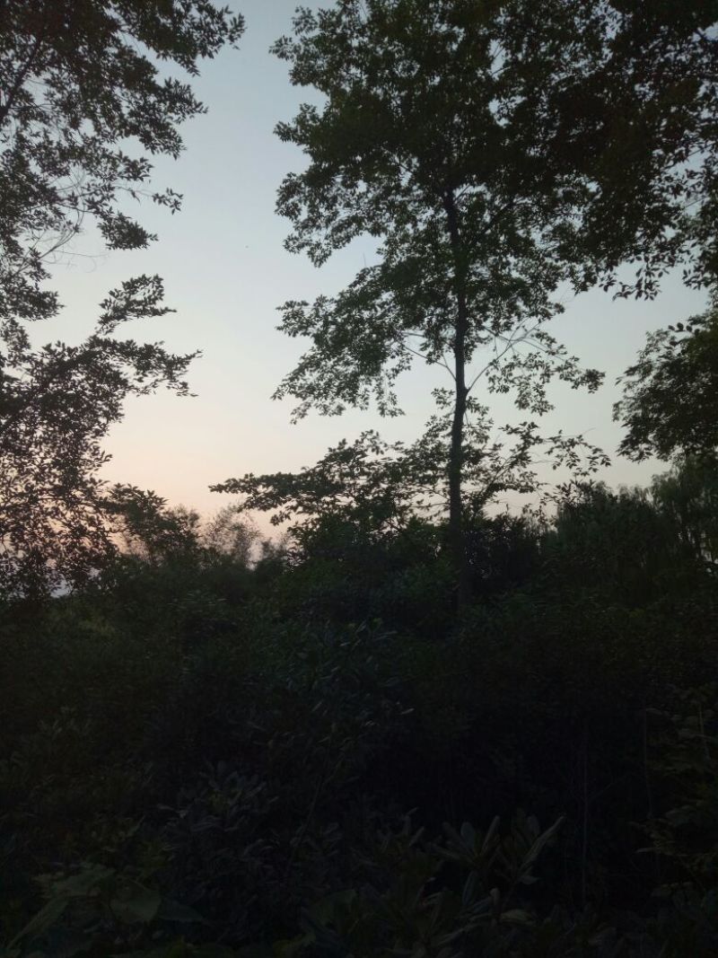 朴树10~20cm