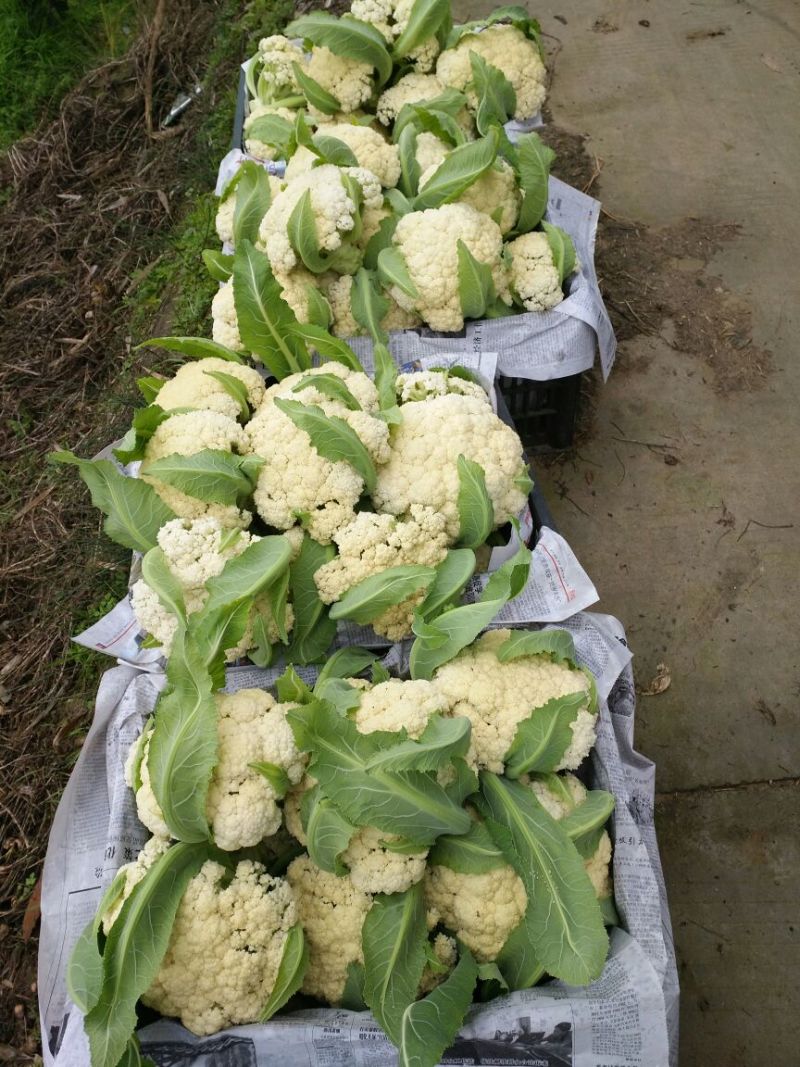 白花菜散装