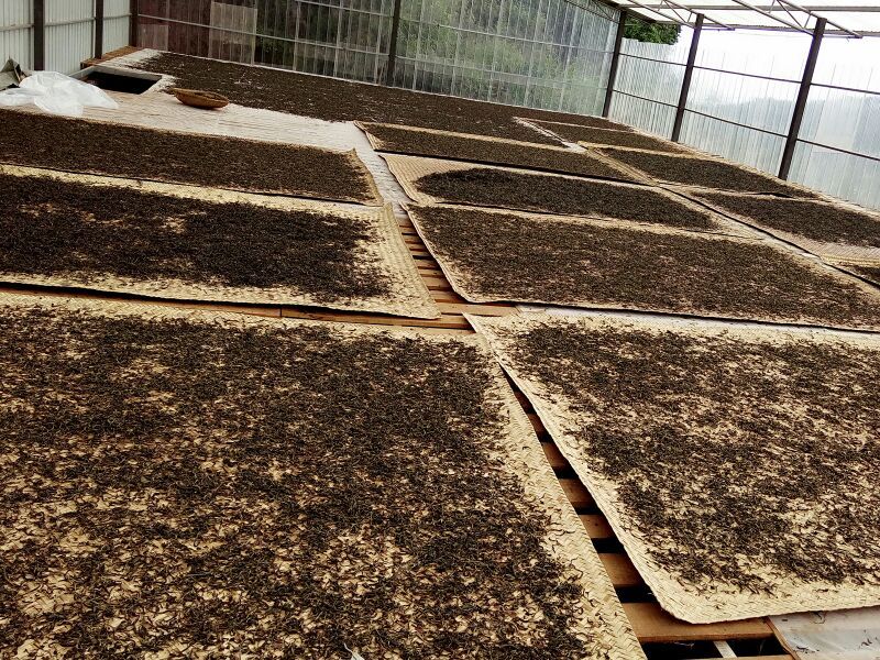 百年普洱大树茶各种检测检验合格