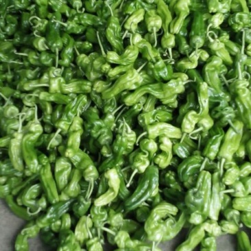 芜湖椒10~15厘米微辣青