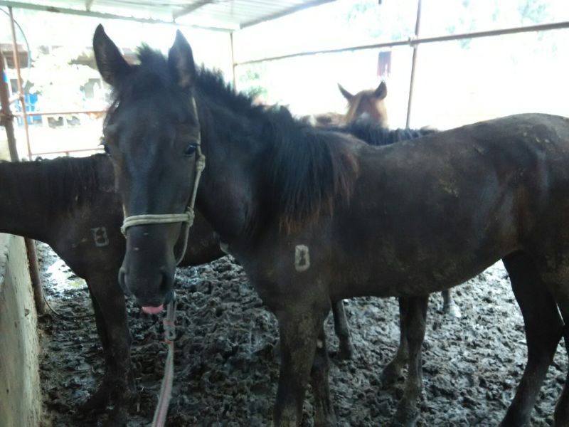 蒙古马200~300kg