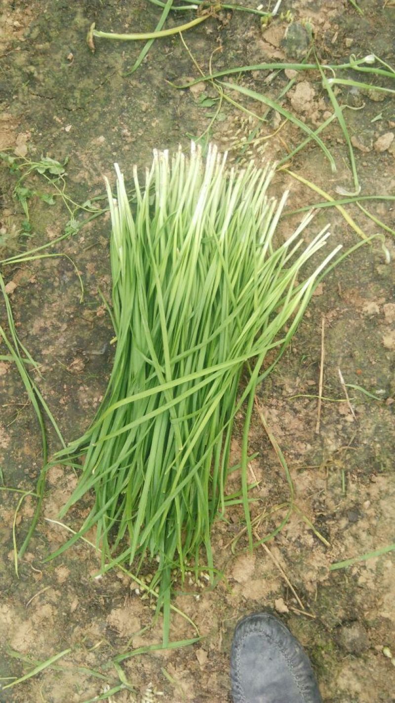 大叶韭菜头茬