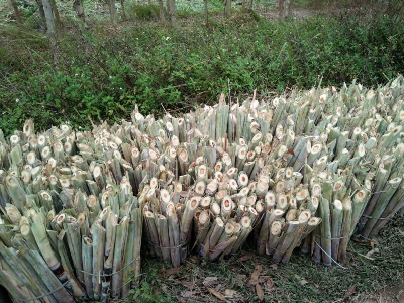 广西甘蔗种子甘蔗种子批发黑皮甘蔗基地质量保证一手货源