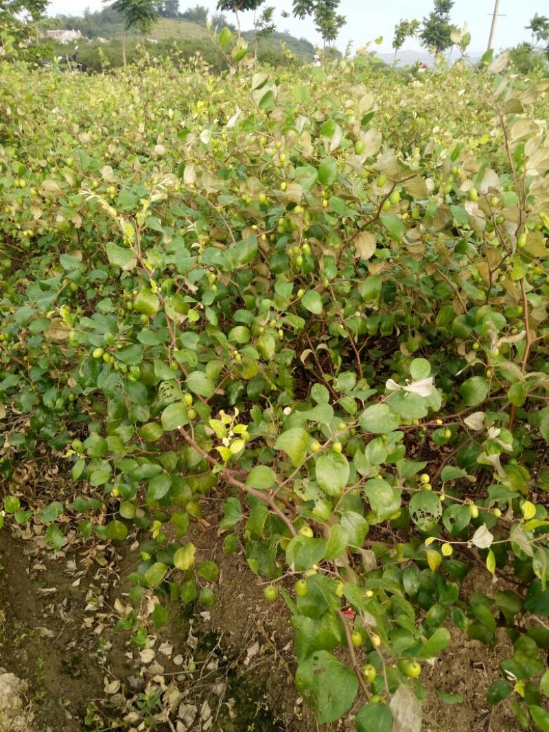 青枣苗正宗嫁接青枣苗，台南枣蜜思枣苹果枣苗