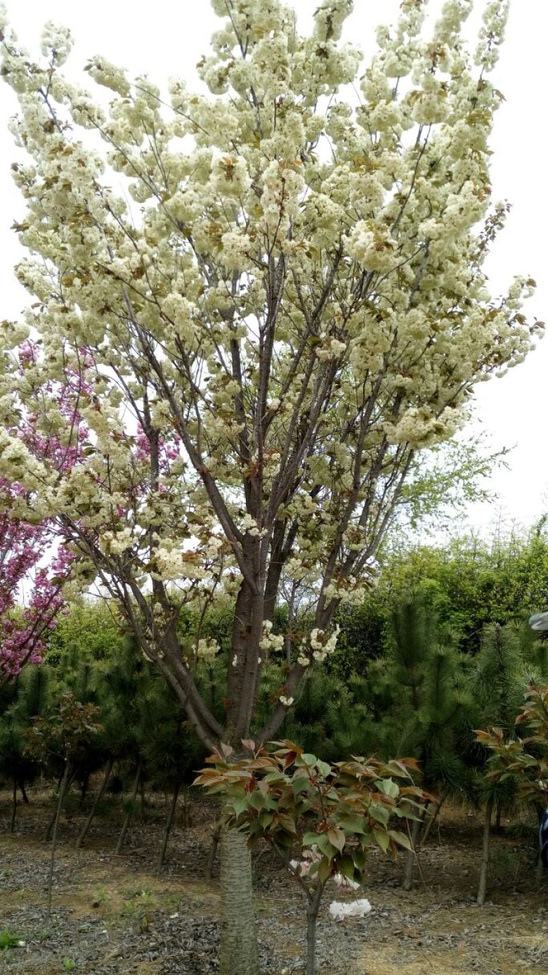 樱花树20cm以上18~20cm4米以上