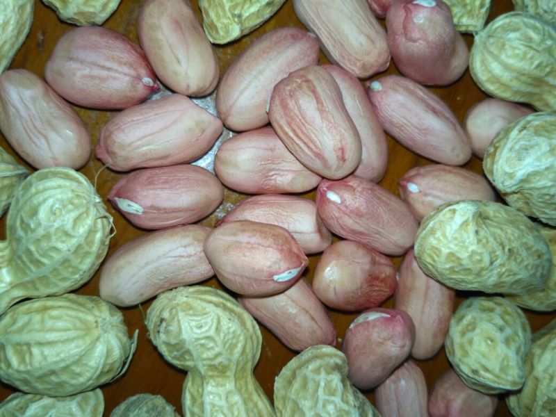 带壳花生干货带壳