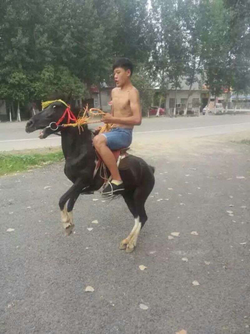 矮马