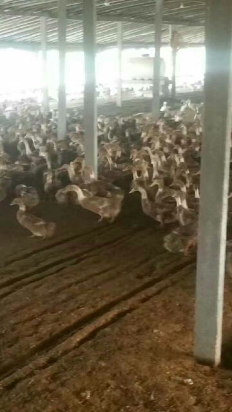南阳孵化场黑金腚鸭苗统货