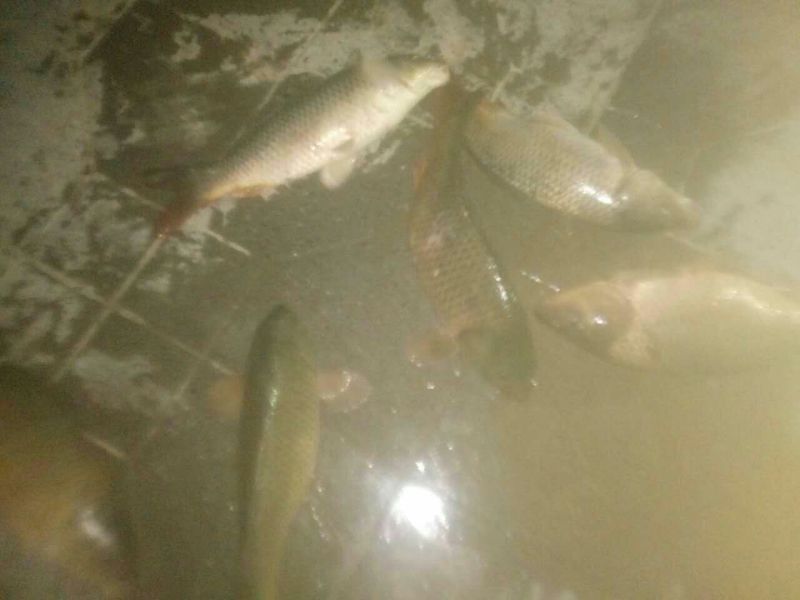 池鲤鱼食用1~2公斤