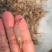 河虾