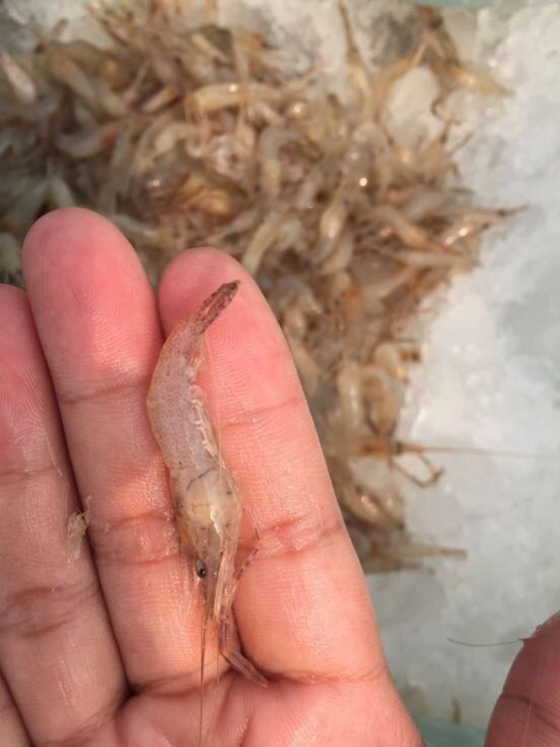 河虾