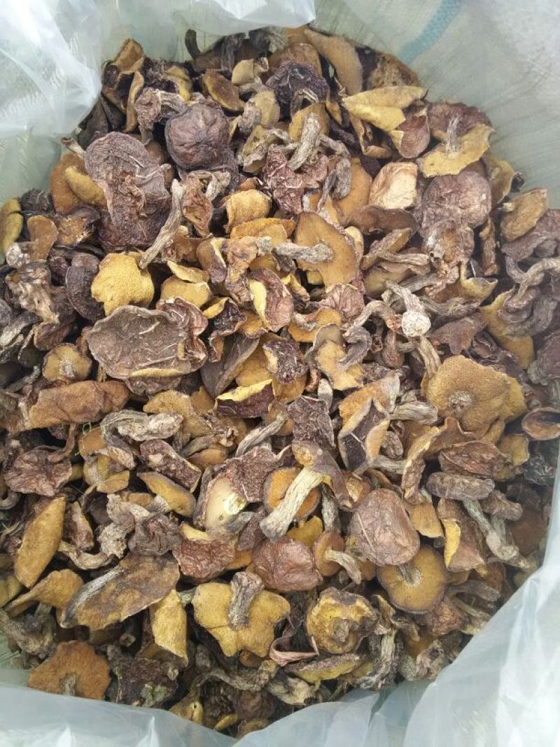 松蘑特级