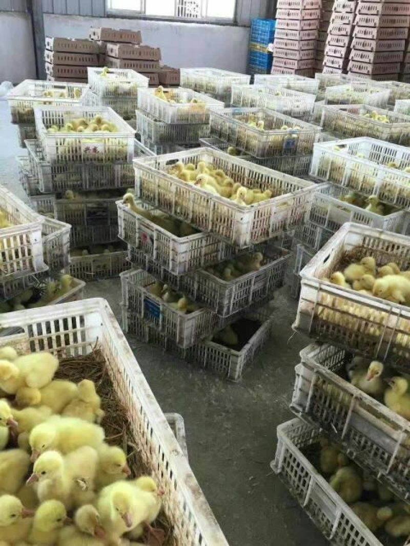 狮头鹅苗250g以下