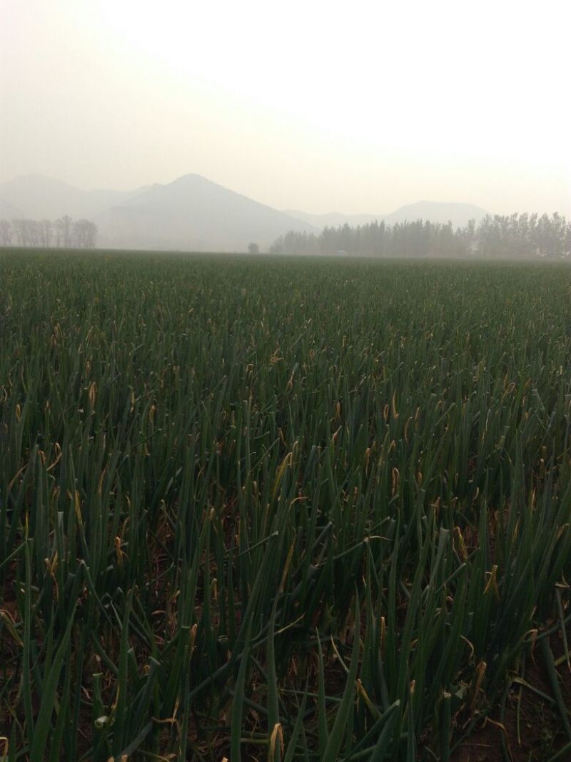 长白大葱毛葱2cm左右