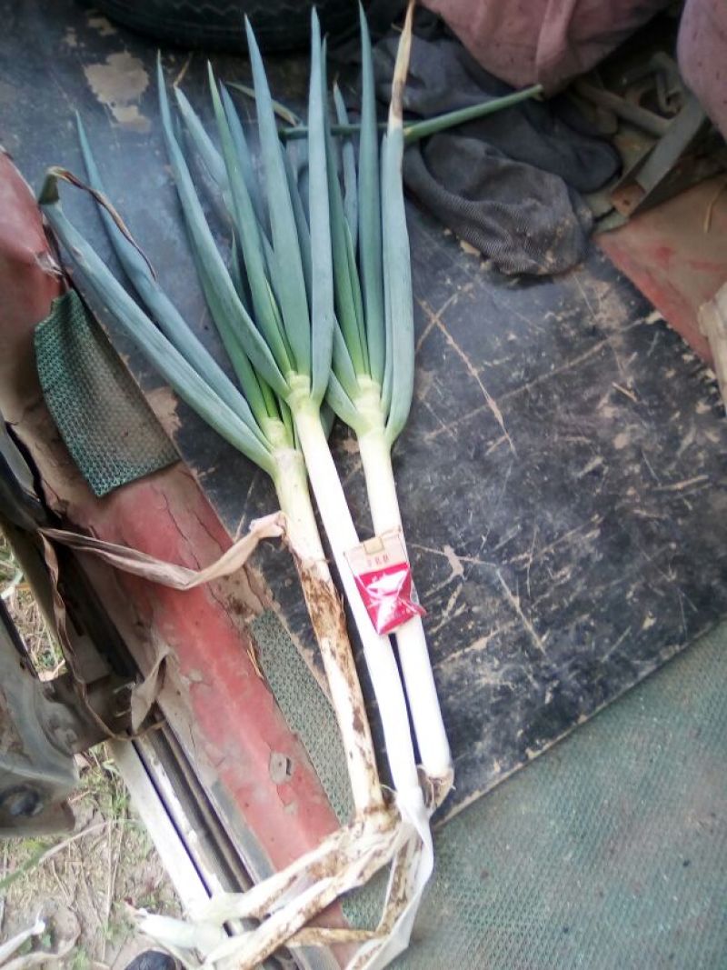 铁杆大葱毛葱2cm左右
