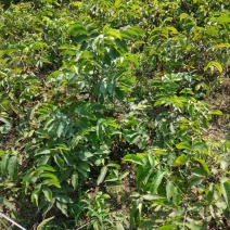 核桃树核桃苗