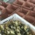 狮头鹅苗250g以上