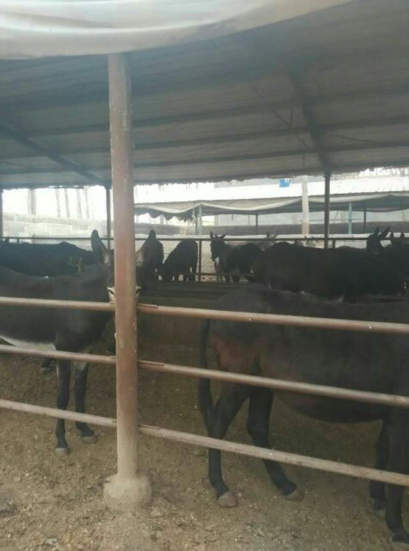 肉驴
