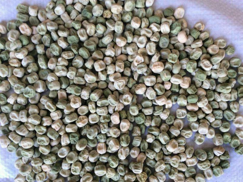 豌豆种子长寿豆种子山地大王豌豆种子