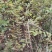 花椒苗0.5~1年