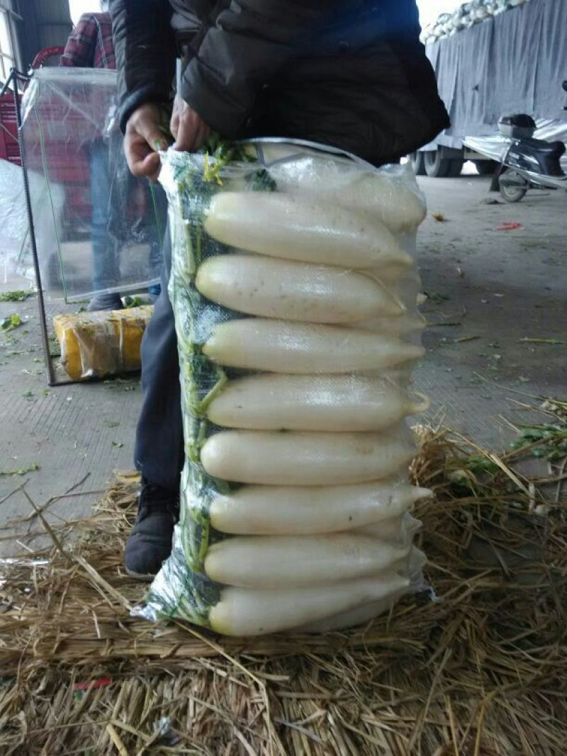 白萝卜
