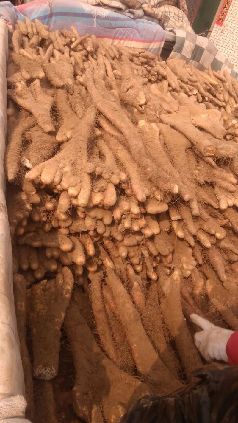 山药3~4厘米带杆巴掌货50~70厘米双棒！棒药