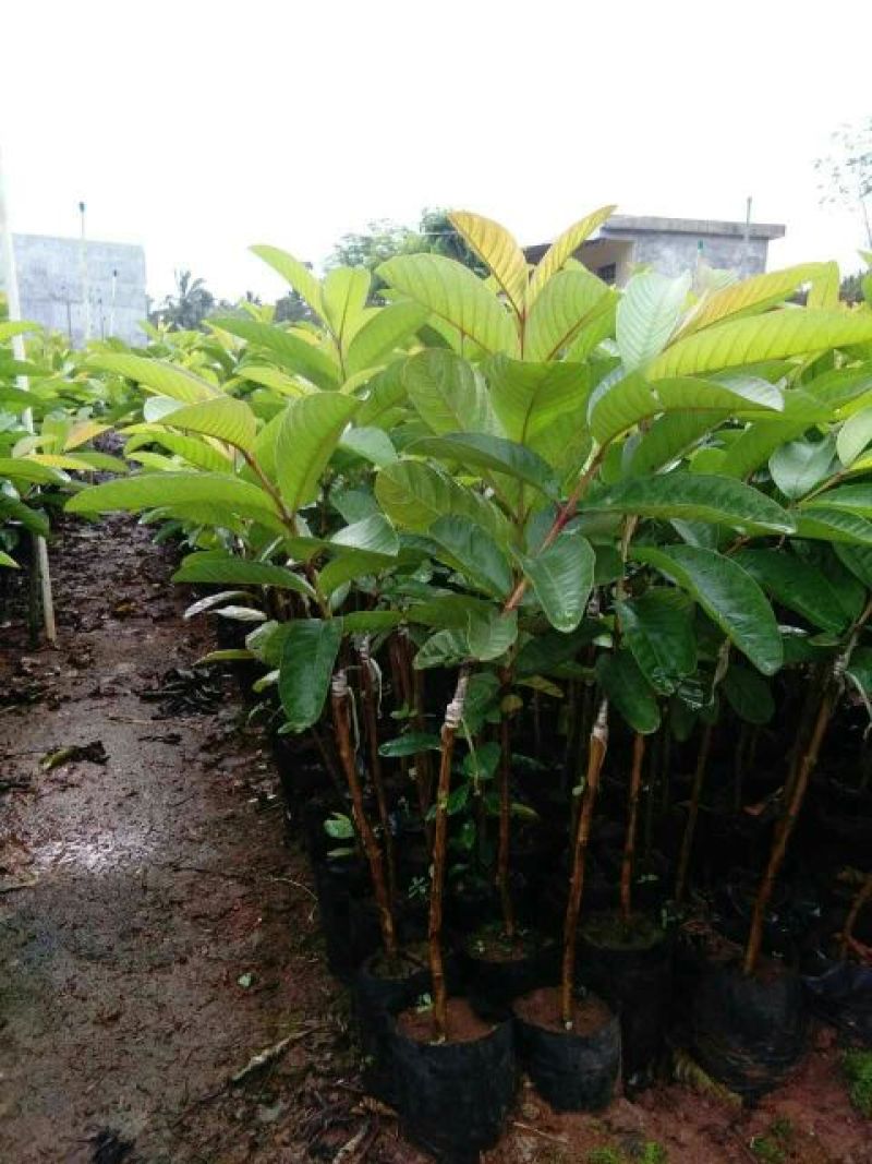 西瓜番石榴苗30~50cm