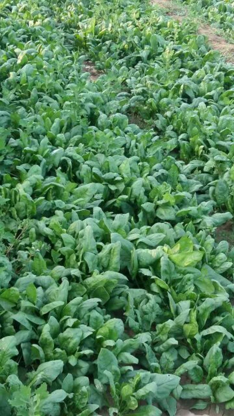 大叶菠菜20~25厘米