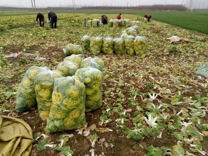河南南阳精品黄心菜，黄心乌菜，万亩基大量上市欢迎实地考察