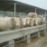 夏洛莱牛犊200~300kg