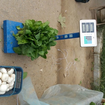 大叶菠菜25~30厘米