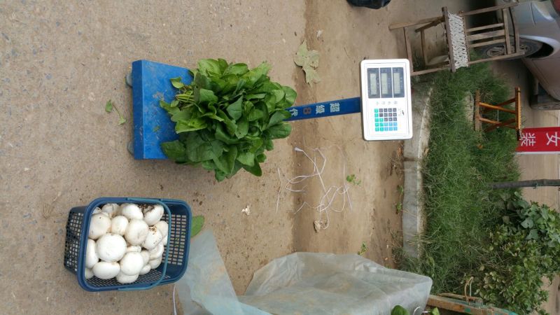 大叶菠菜25~30厘米