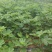 无花果树苗地栽盆栽南北方种植波姬红特大四季无花果当年结果