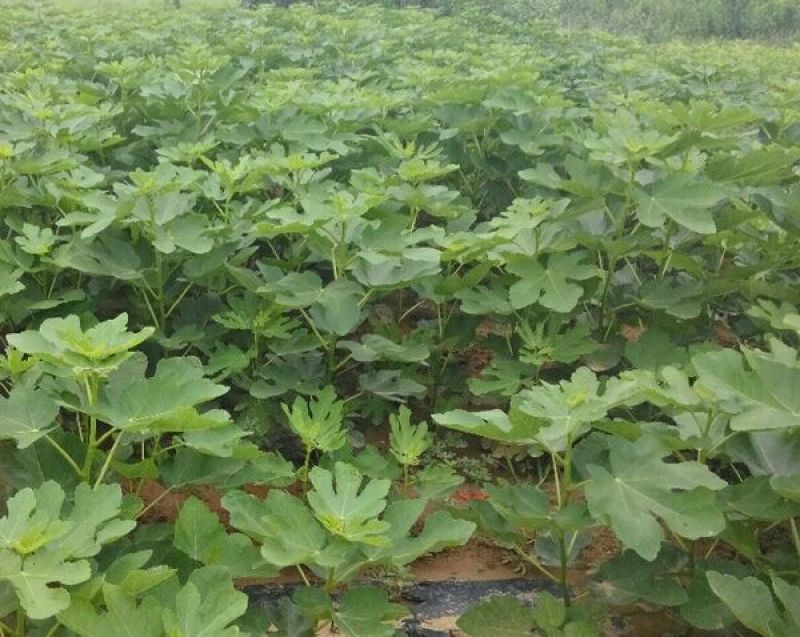 无花果树苗地栽盆栽南北方种植波姬红特大四季无花果当年结果