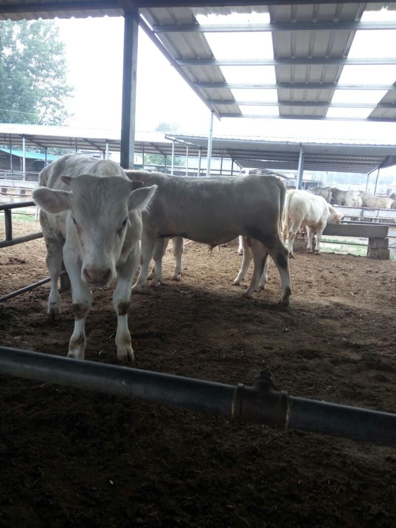 育肥牛犊100~200kg，支持视频看货，专业养殖