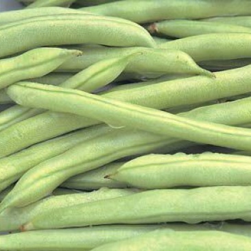 豆角20厘米以上