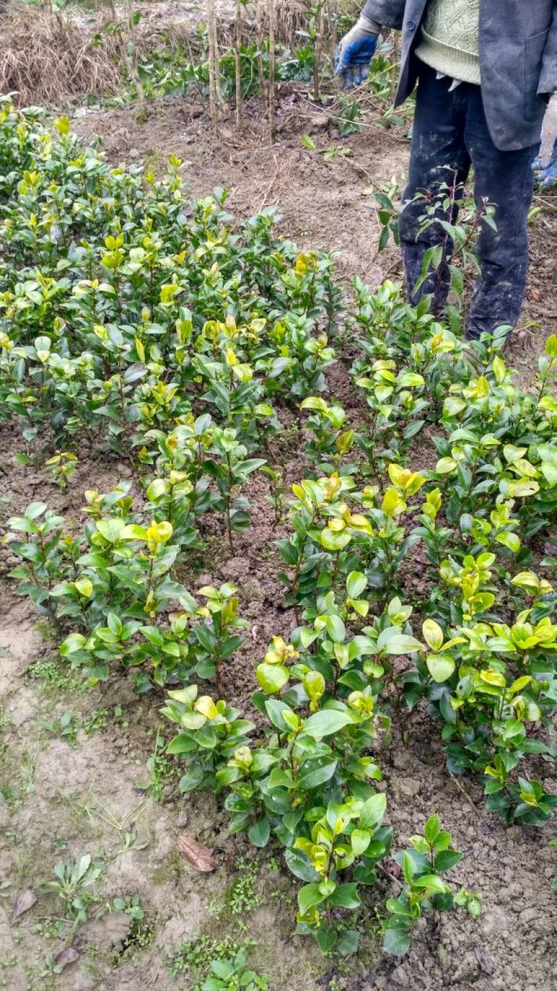 【自产自销】茶花苗茶花树苗山茶花苗绿化盆栽茶花【包邮】