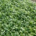 全能菠菜25~30厘米