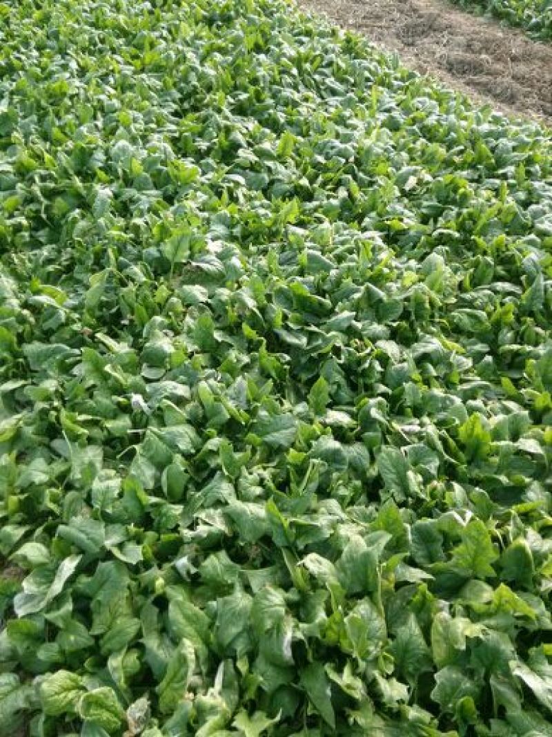 全能菠菜25~30厘米