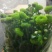 白菊花50~80cm